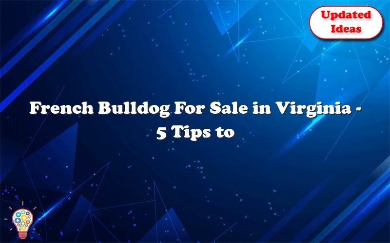 french bulldog for sale in virginia 5 tips to find the best breeder 42311