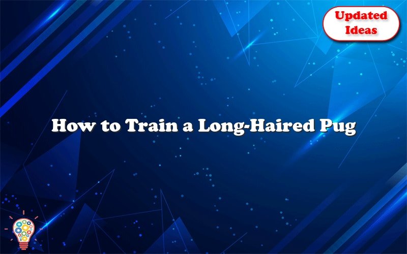 how to train a long haired pug 43617
