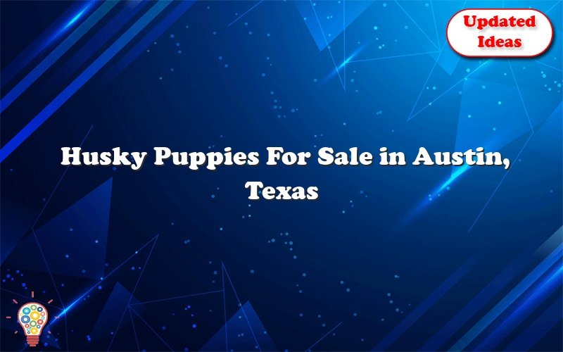 husky puppies for sale in austin