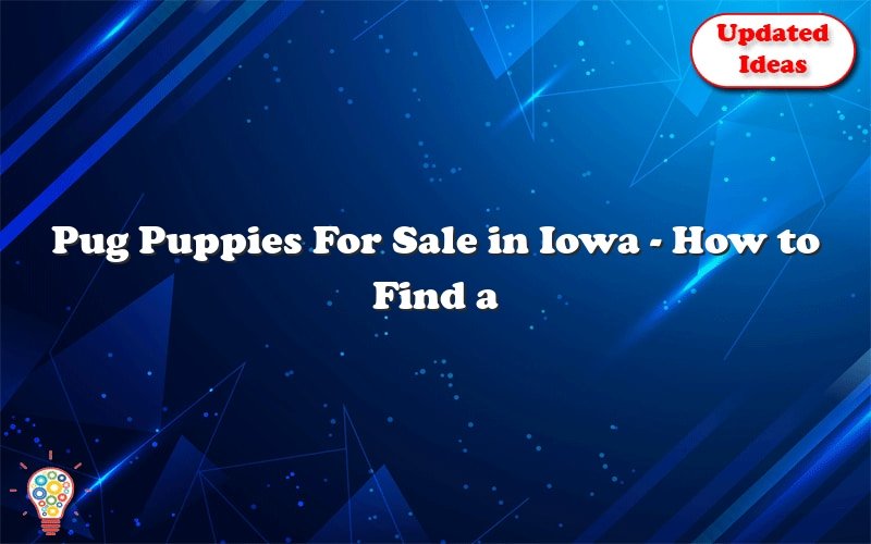 pug puppies for sale in iowa how to find a reputable breeder 43155