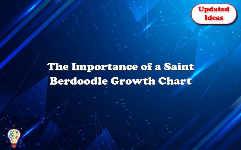 the importance of a saint berdoodle growth chart 43361