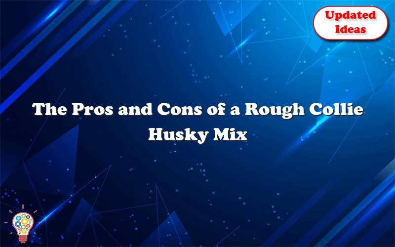 the pros and cons of a rough collie husky