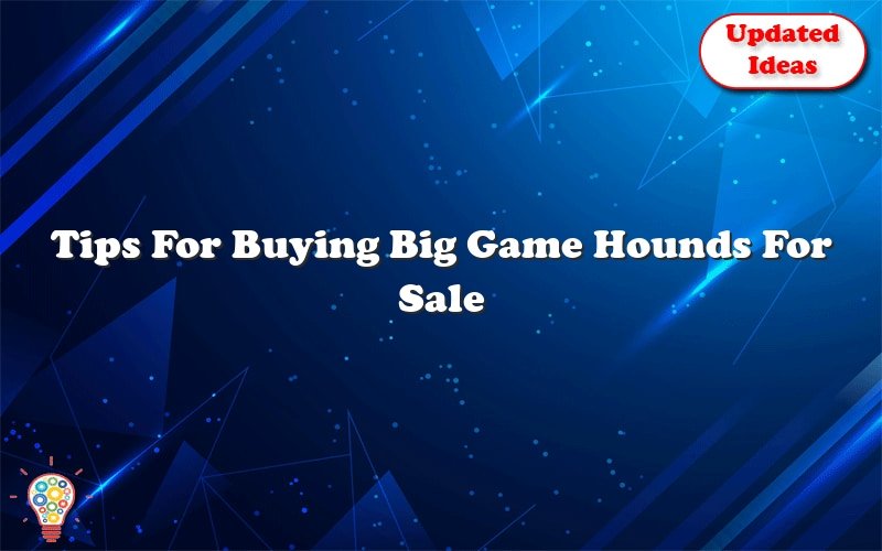 tips for buying big game hounds for sale 43781