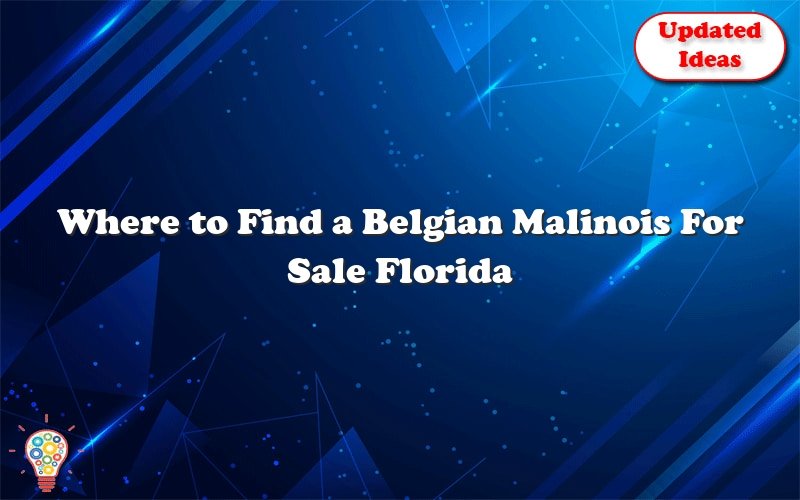 where to find a belgian malinois for sale florida 43829