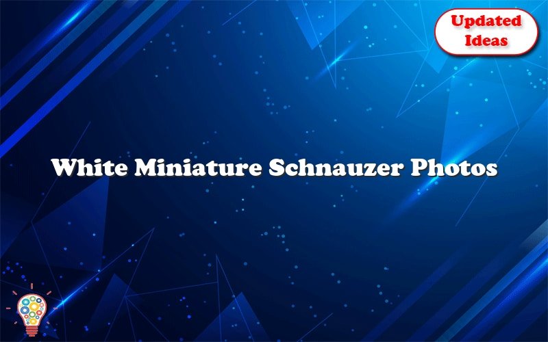 white miniature schnauzer photos 44466