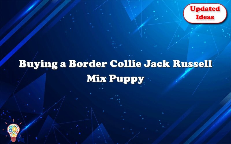 buying a border collie jack russell mix puppy 47579