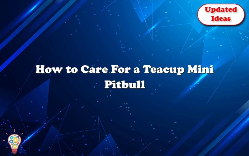 how to care for a teacup mini pitbull 49667