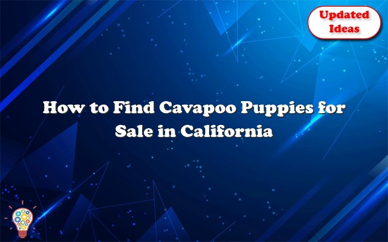 how to find cavapoo puppies for sale in california 46522