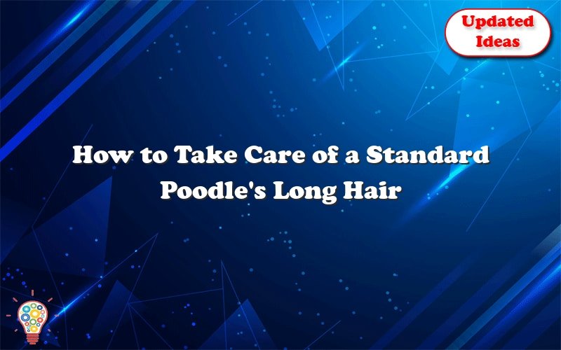 how to take care of a standard poodles long hair 46210
