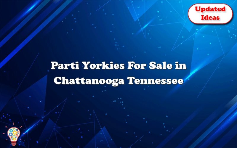parti yorkies for sale in chattanooga tennessee 45889