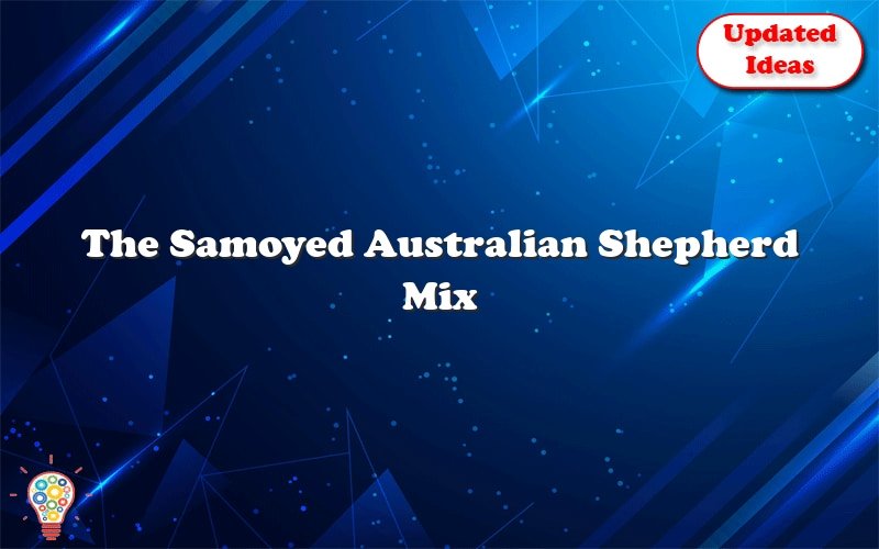 the samoyed australian shepherd