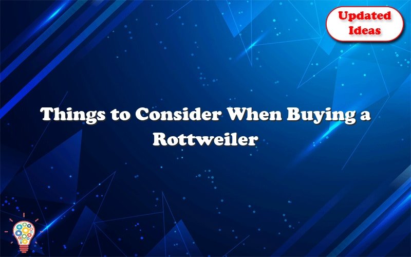 things to consider when buying a rottweiler heeler