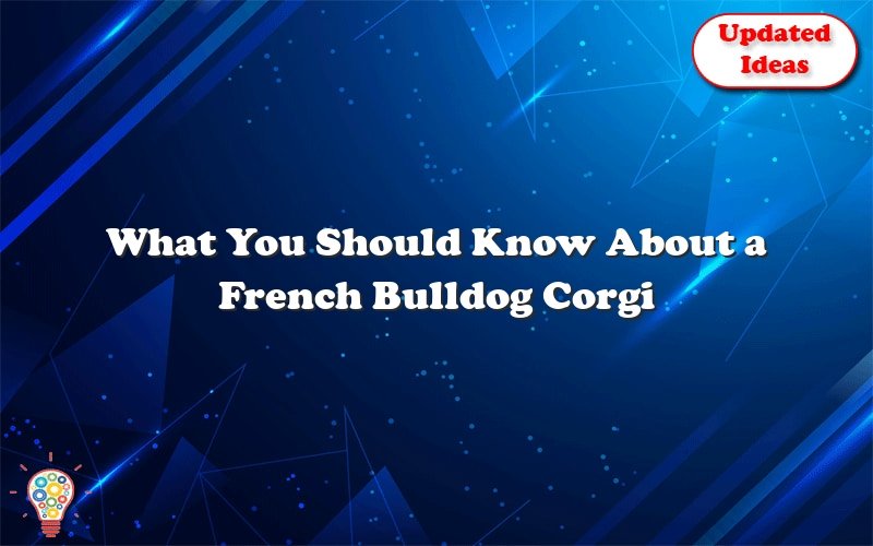 what you should know about a french bulldog corgi