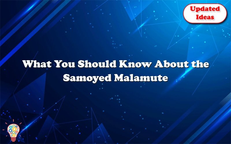 what you should know about the samoyed malamute 45999