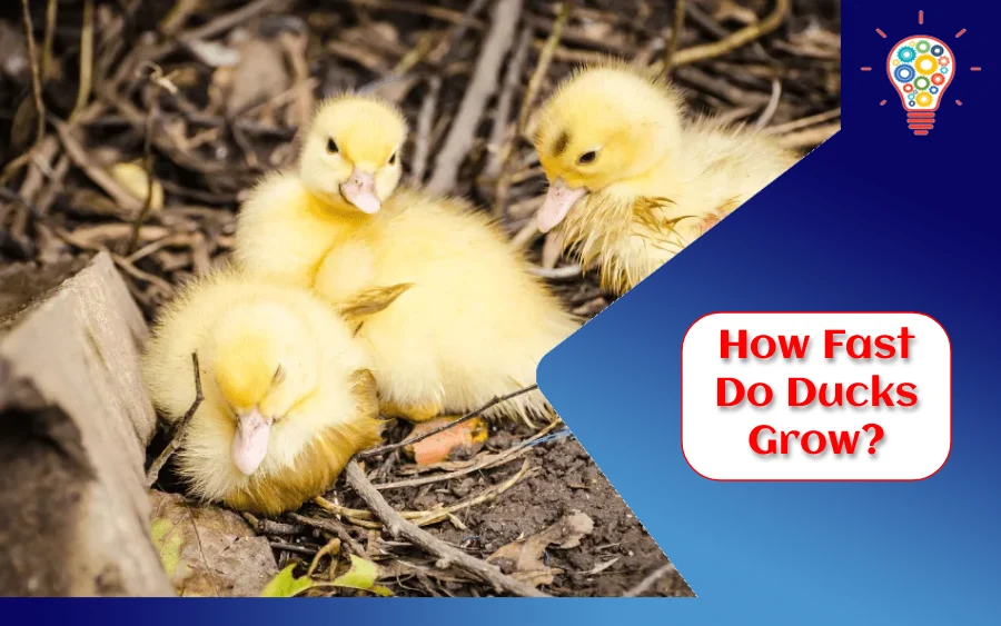 How Fast Do Ducks Grow?