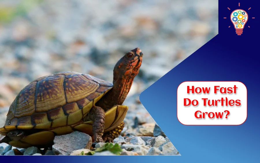 How Fast Do Turtles Grow?