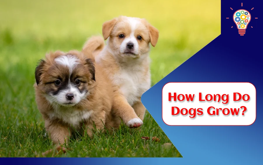 How Long Do Dogs Grow?