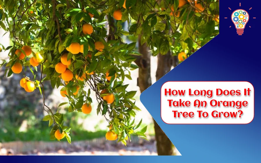 How Long Does It Take An Orange Tree To Grow?