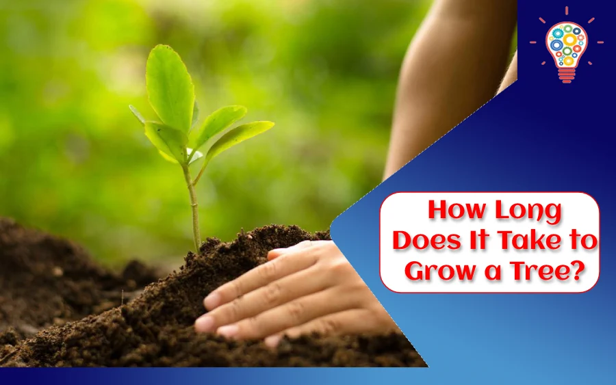 How Long Does It Take to Grow a Tree?