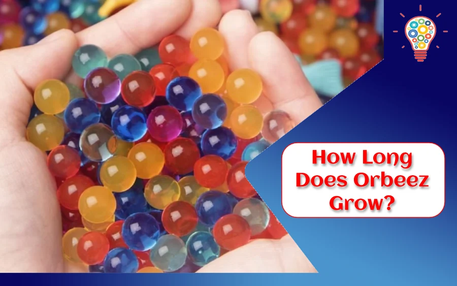 How Long Does Orbeez Grow?