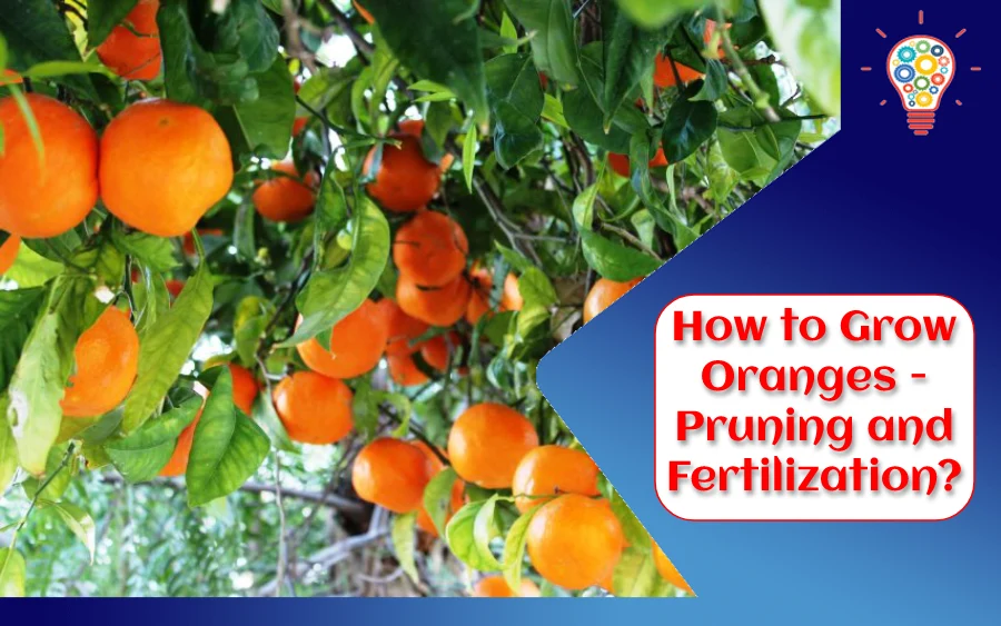 How to Grow Oranges - Pruning and Fertilization?