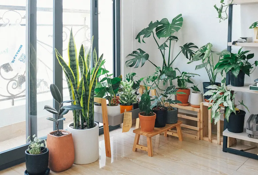 The Top Three Houseplants For Beginners That Will Enliven Your Home