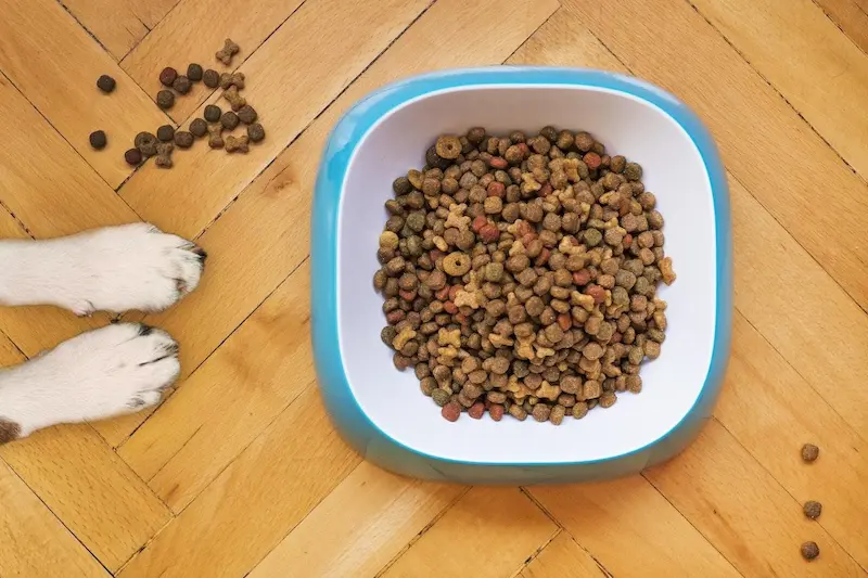 How to Transition to New Dog Food Tips and Tricks for a Smooth Switch