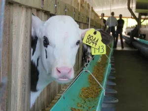 Unveiling the Secrets How to Choose the Best Feed Pellet Machine for Your Needs