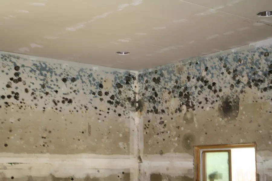 Mold Prevention and Remediation Strategies for Homeowners