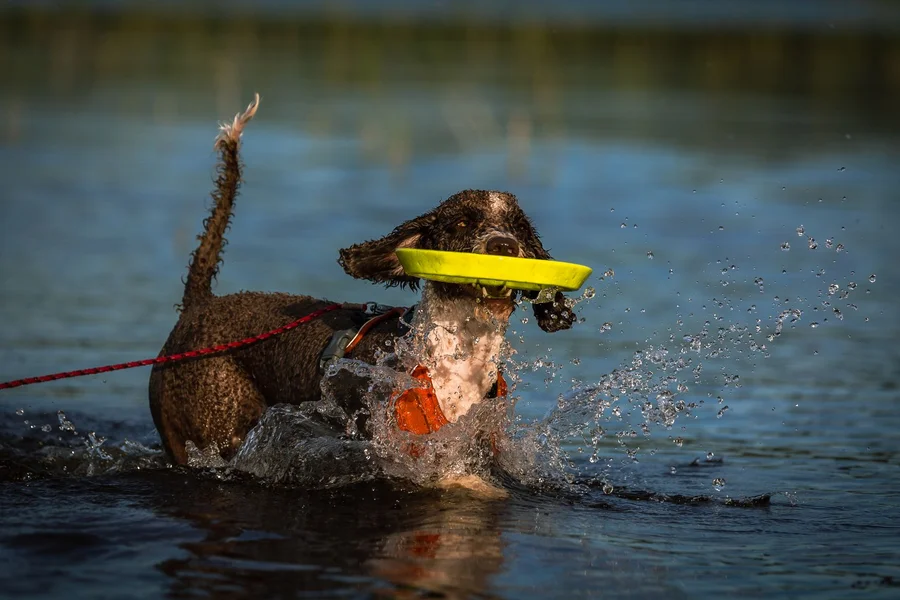 Happy dog playing in water with waterproof Jelly Pet standard dog leash
